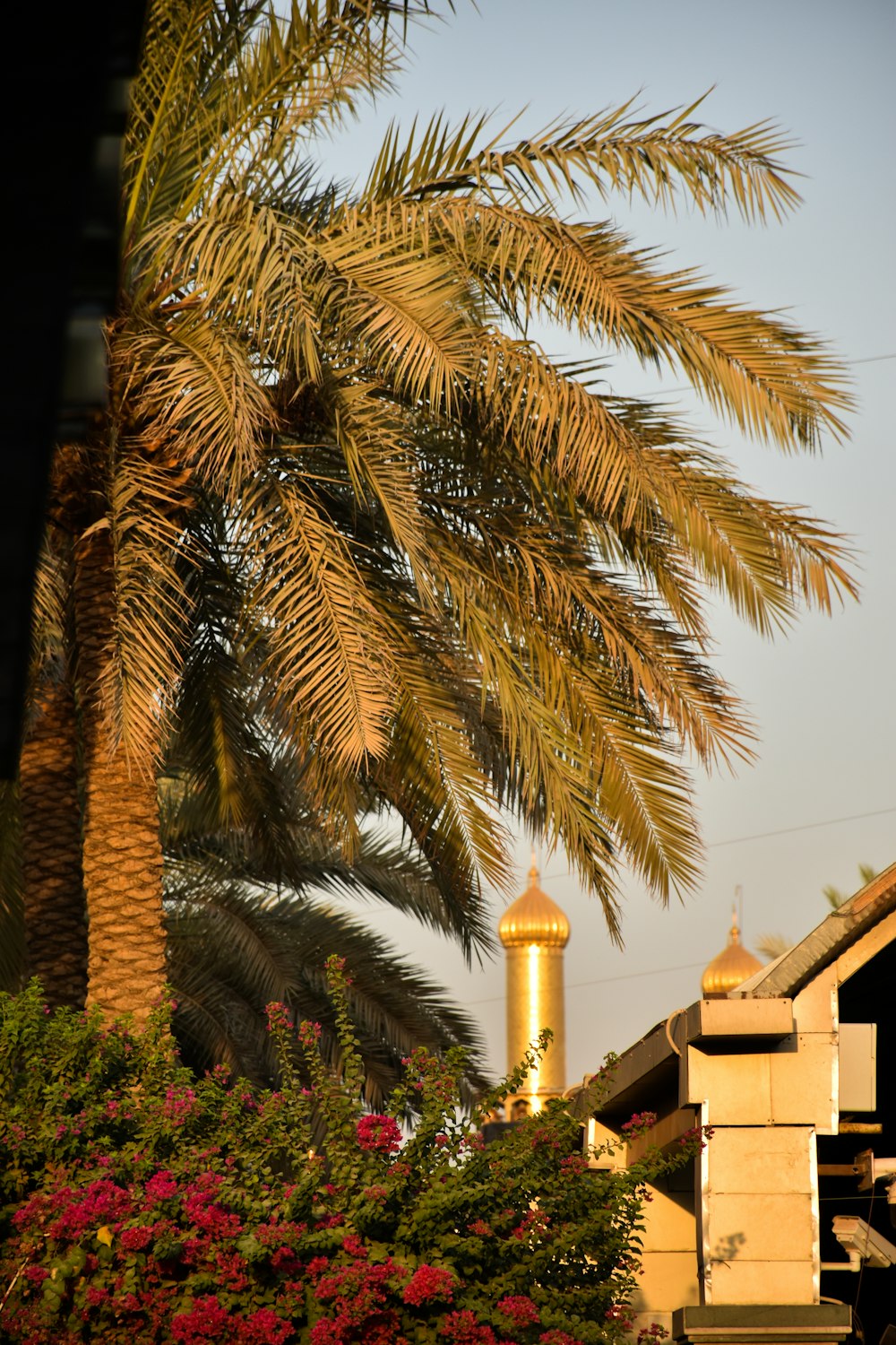 eine Palme vor einem Gebäude