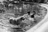 Dogs playing happily by the water's edge on a bright day.