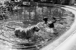 Dogs playing happily by the water's edge on a bright day.