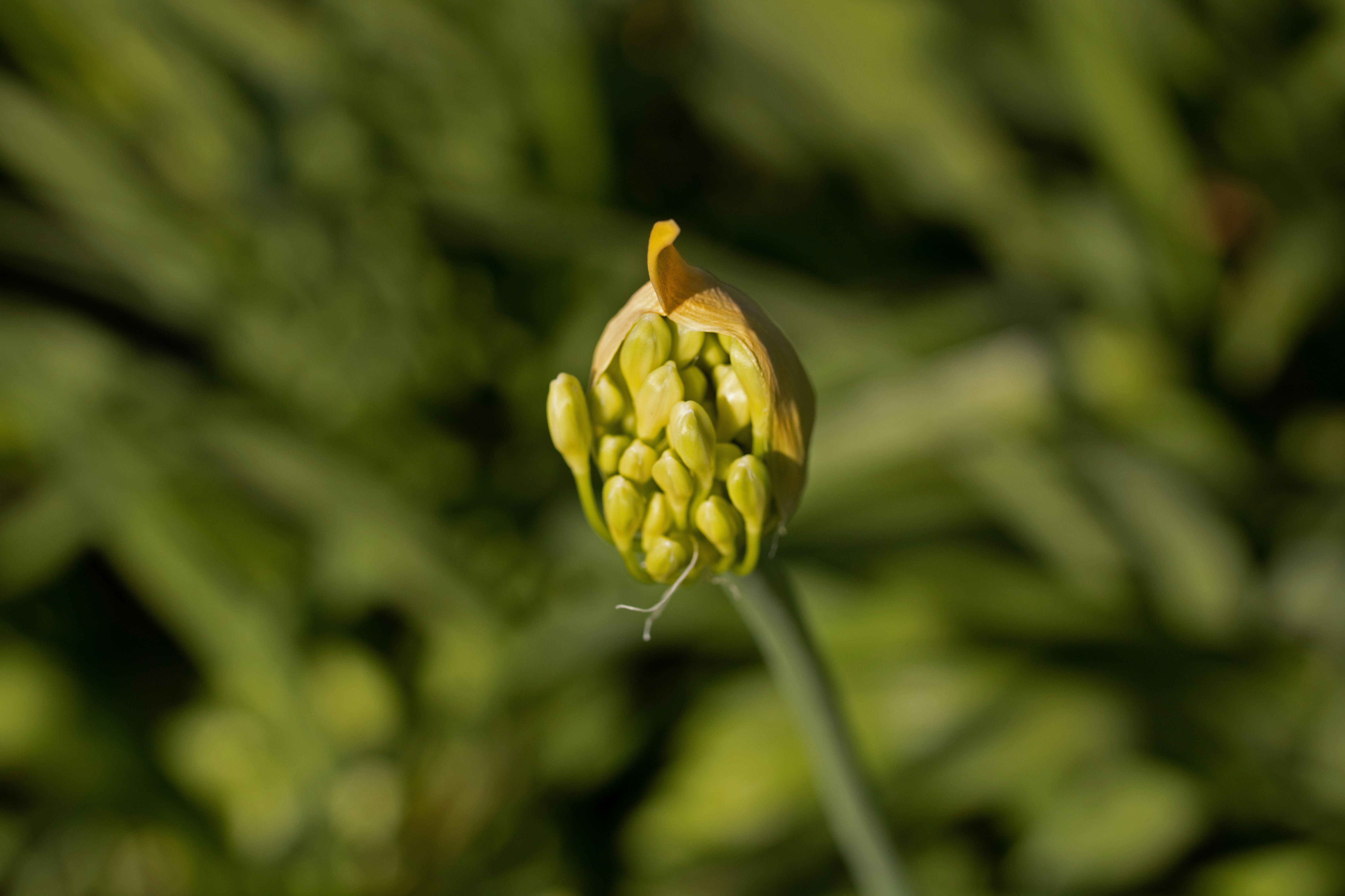 From Garden Herb to Forest Destroyer (image credits: unsplash)