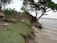 A rural riverside scene features a grassy bank showing signs of erosion with a small wooden boat moored to a tree. Sparse vegetation, including crops and a lone tree, surrounds a weathered hut made from natural materials. A metal bucket with items inside is visible on the ground, and there's a white chicken roaming in the grass near the eroding bank.