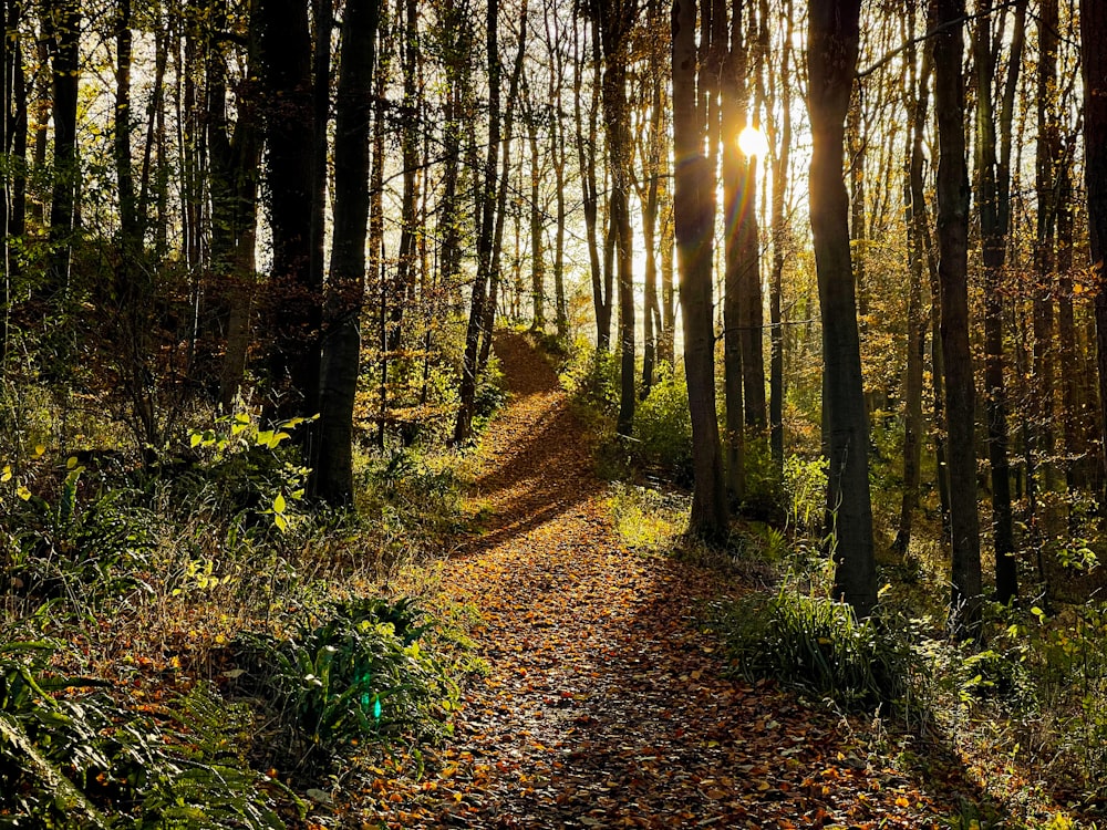 a dirt path in a forest