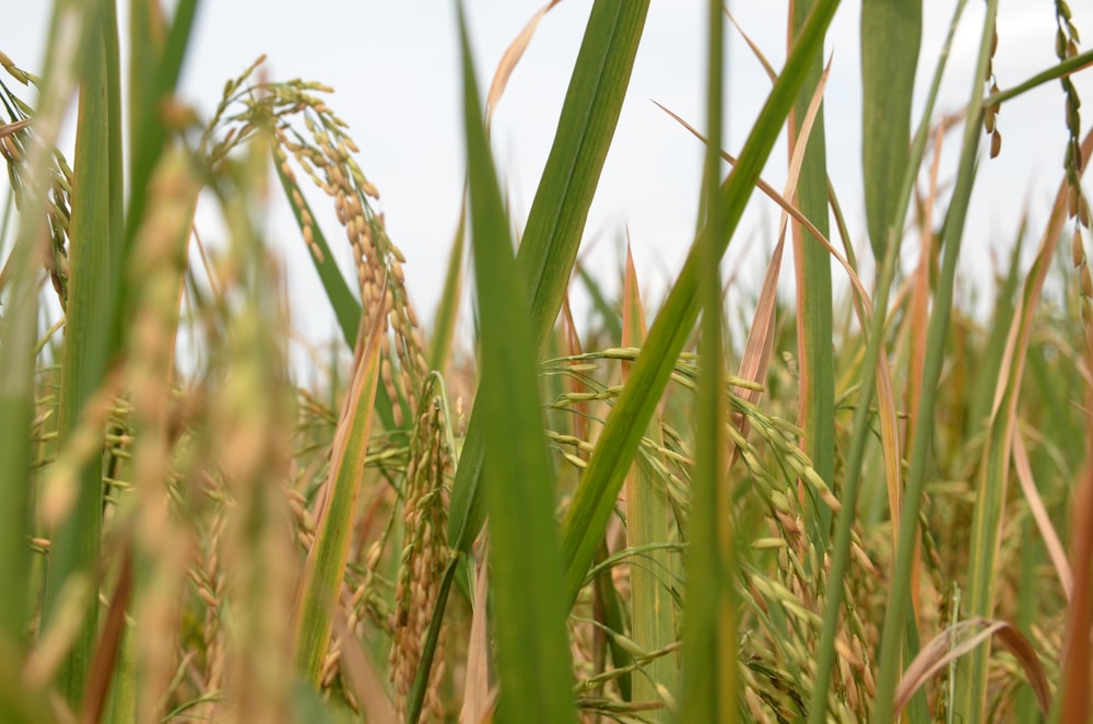 a close-up of a wheat field