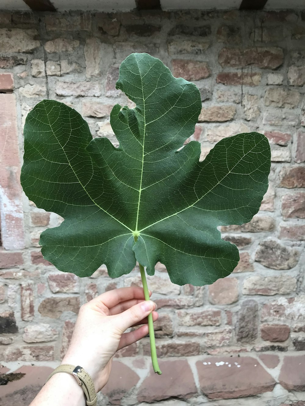 a hand holding a leaf