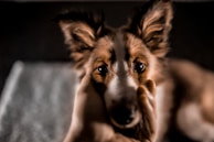 A veterinarian examining a small dog with a caring smile in a bright clinic