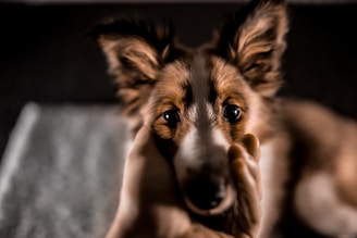 A veterinarian examining a small dog with a caring smile in a bright clinic