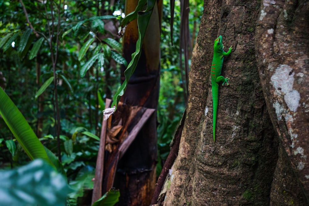 a green lizard on a tree