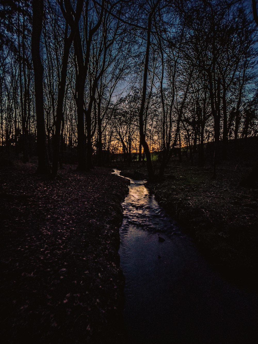 a path through a forest