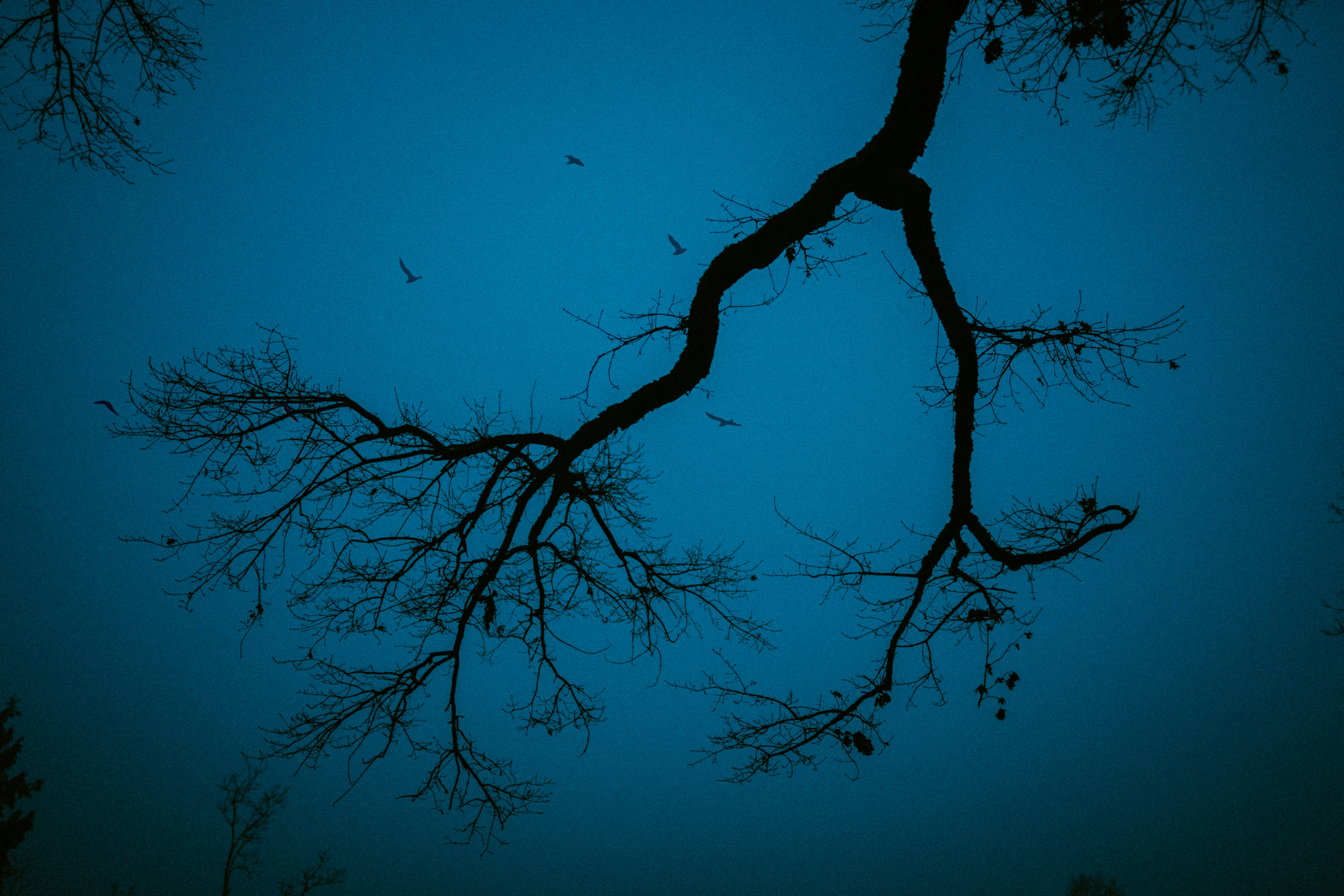 Ein Baum mit Vögeln, die am Himmel fliegen