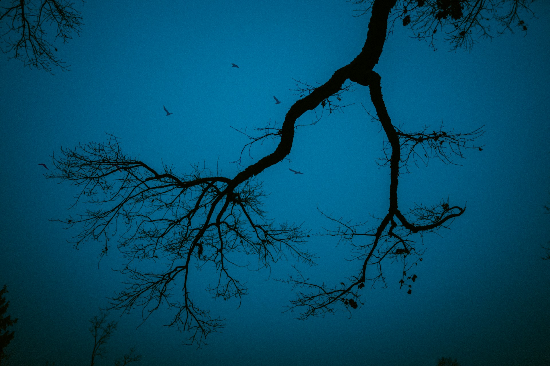 a tree with birds flying in the sky