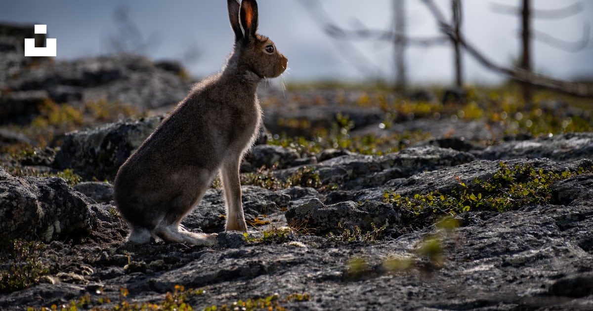 A rabbit on a rocky surface photo – Free Finland Image on Unsplash