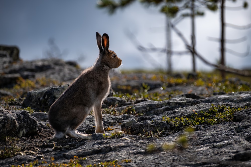 a rabbit on a rocky surface