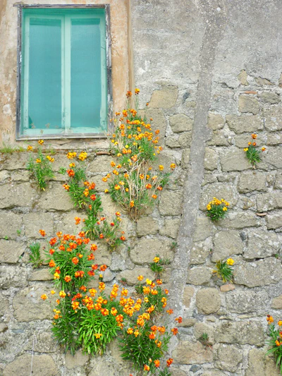 a window with flowers and a plant