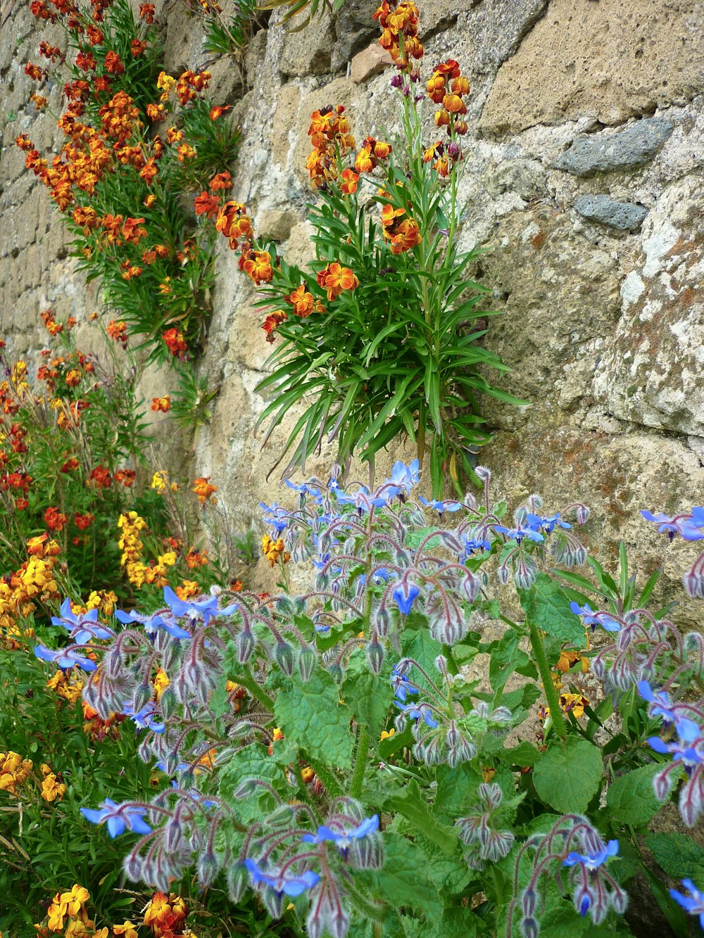 a group of flowers