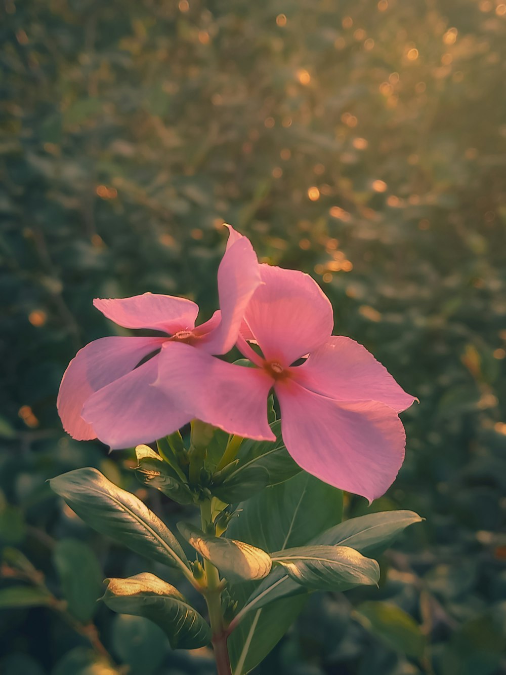 a pink flower with green leaves