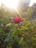 A serene red rose blooming against a soft morning light backdrop.