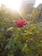 A serene red rose blooming against a soft morning light backdrop.