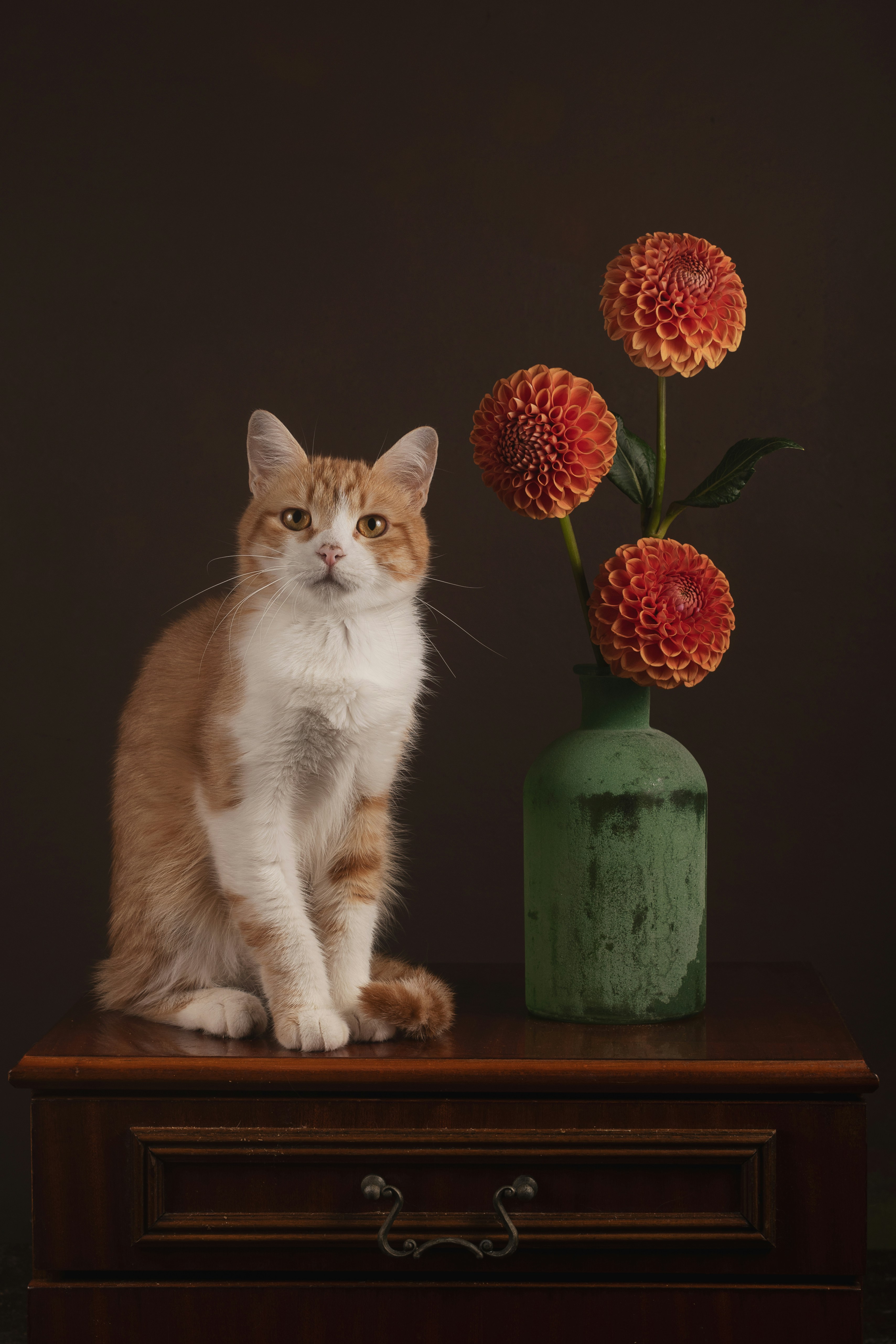 a cat sitting on a dresser