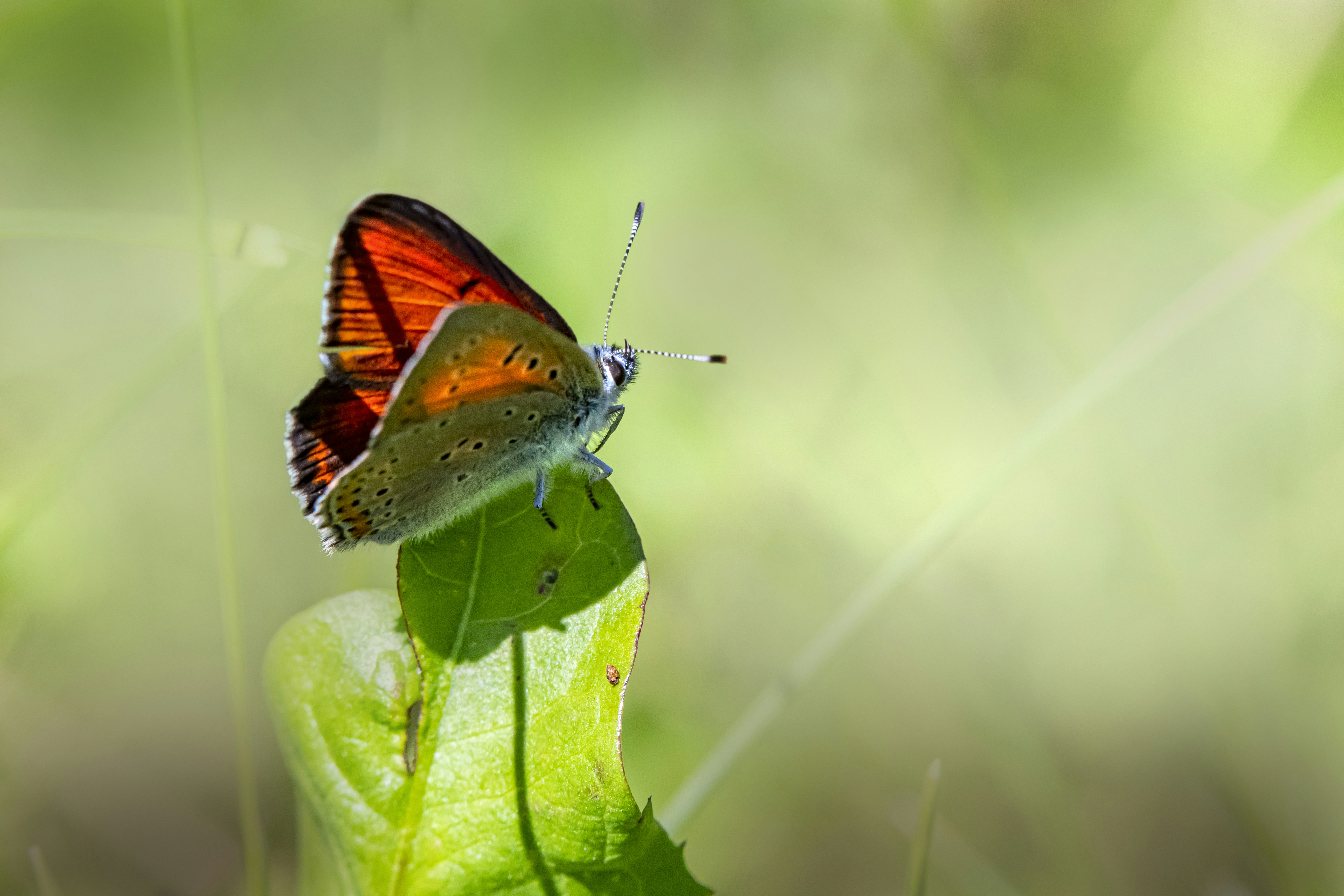 Photo by erik_karits