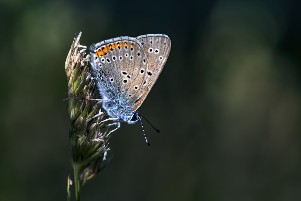 una mariposa en una planta