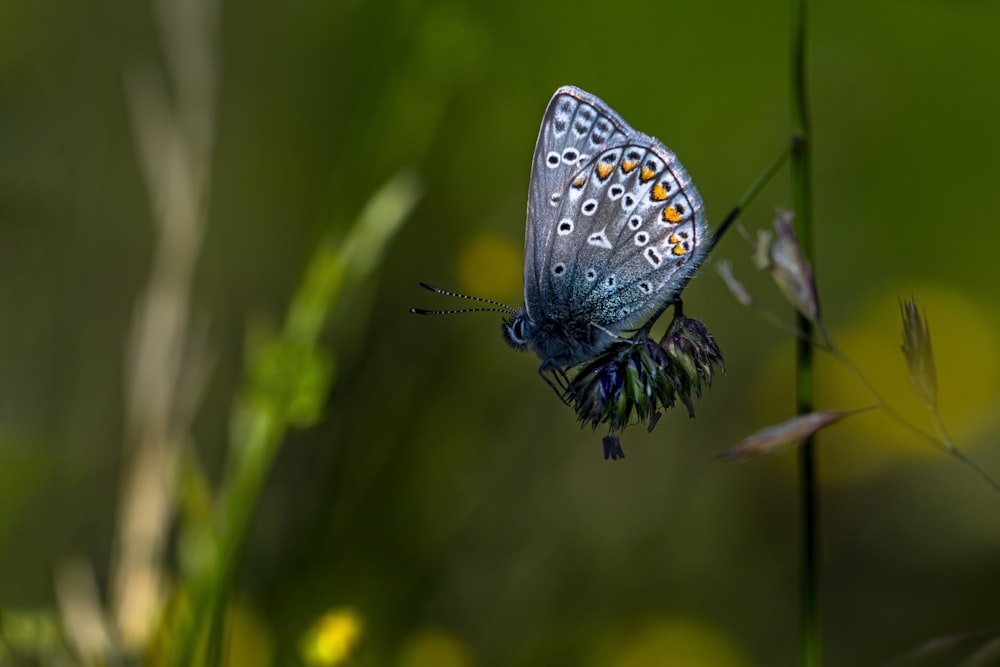 a butterfly on a plant