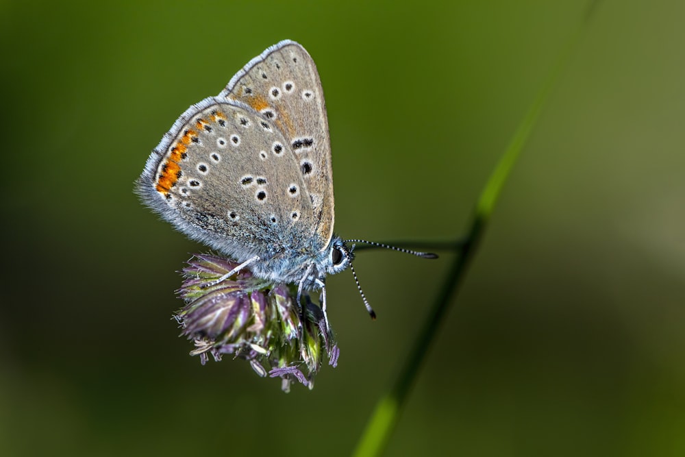 a butterfly on a flower