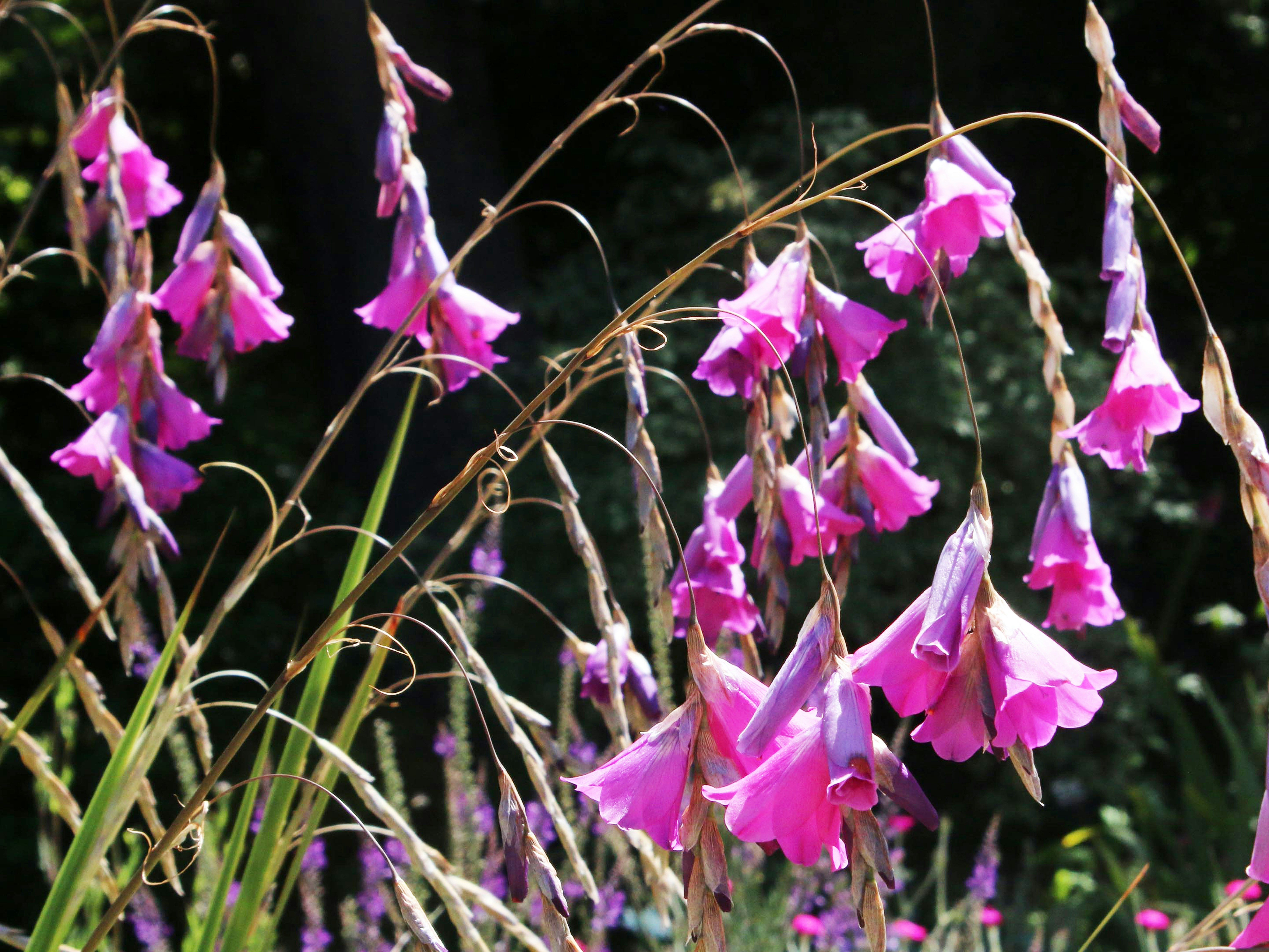 Photo by ultimateflowerphotography