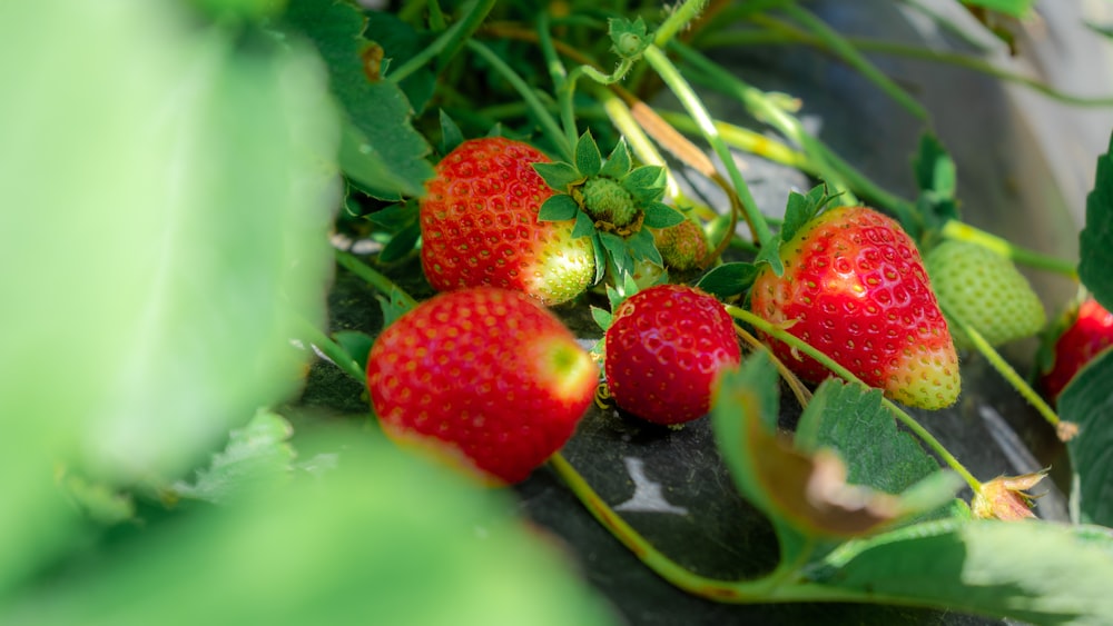 a group of strawberries