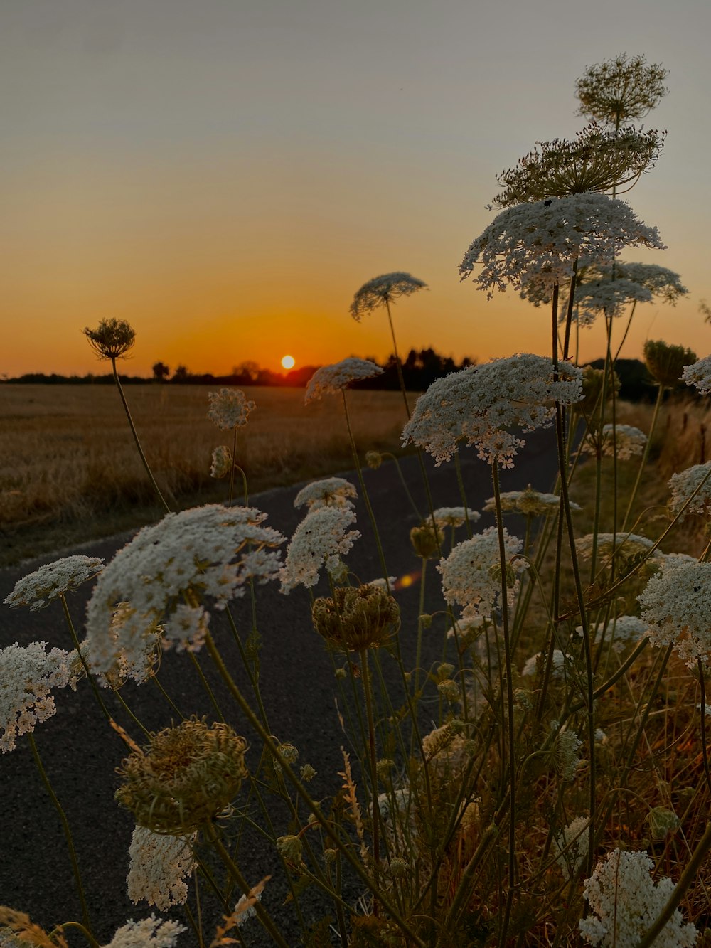 a field of snow with a sunset