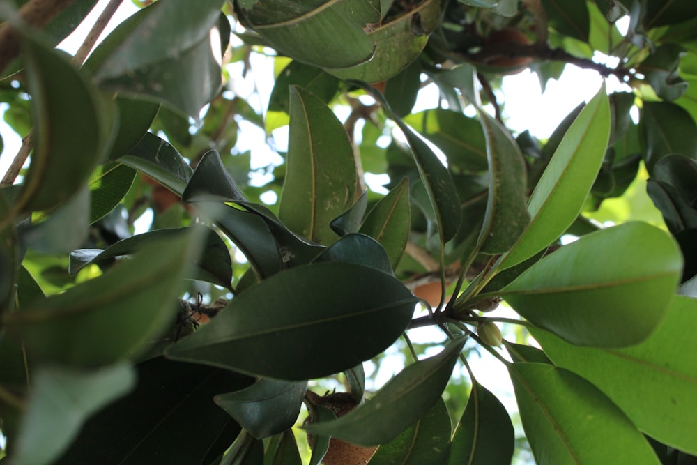 a close up of a plant