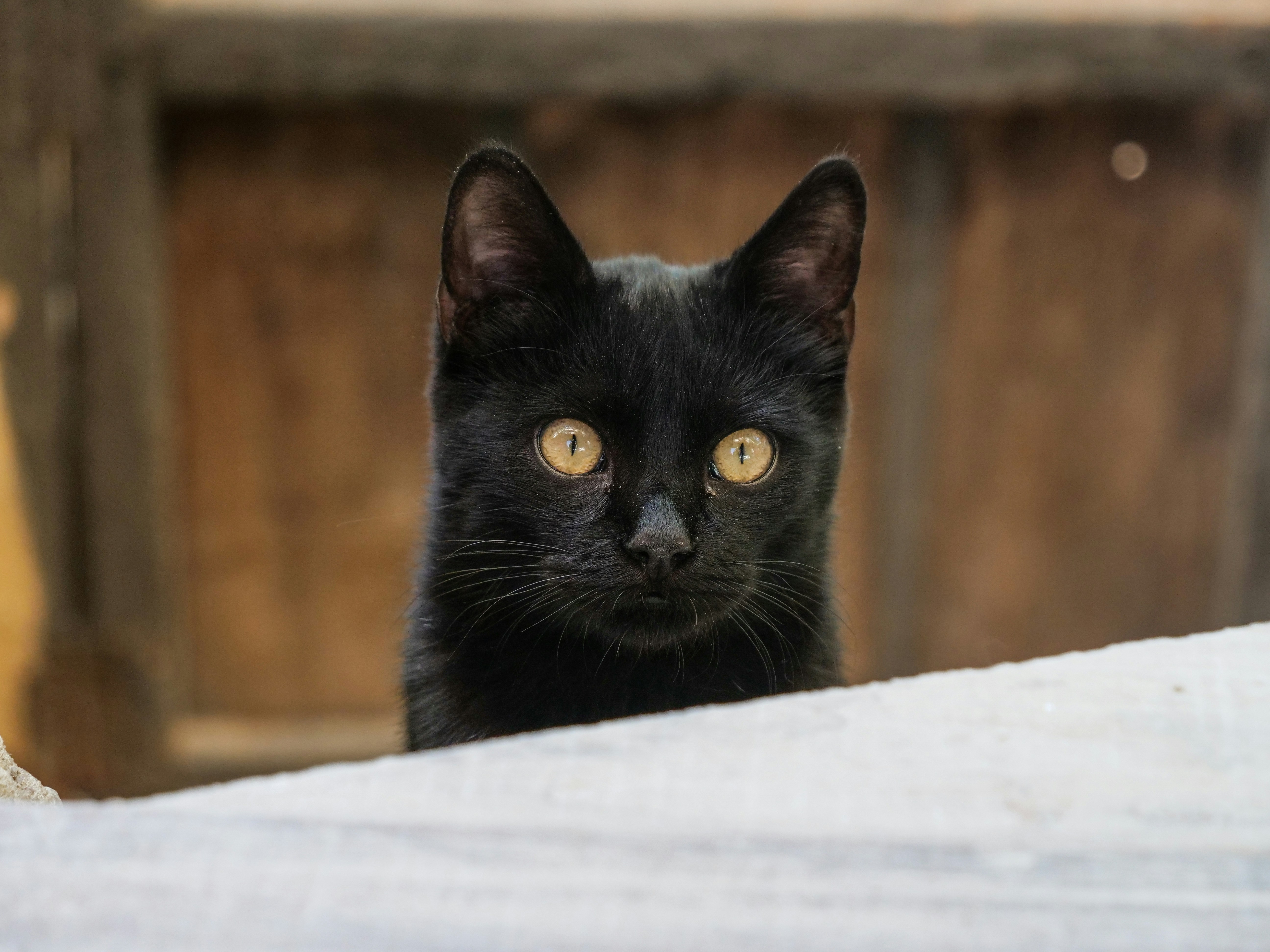 Fotomural a cat looking at the camera