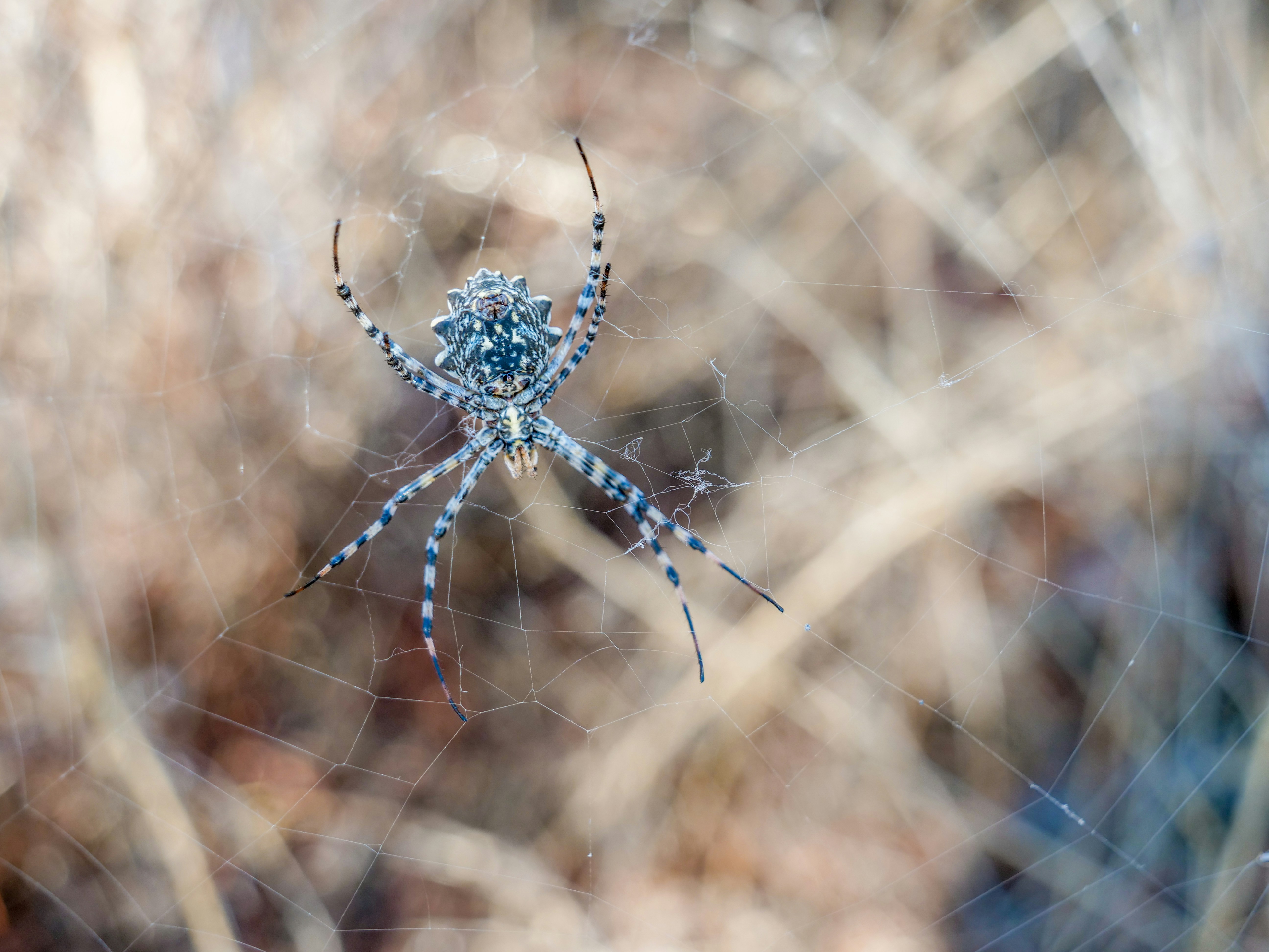 Photo by nebulargroup