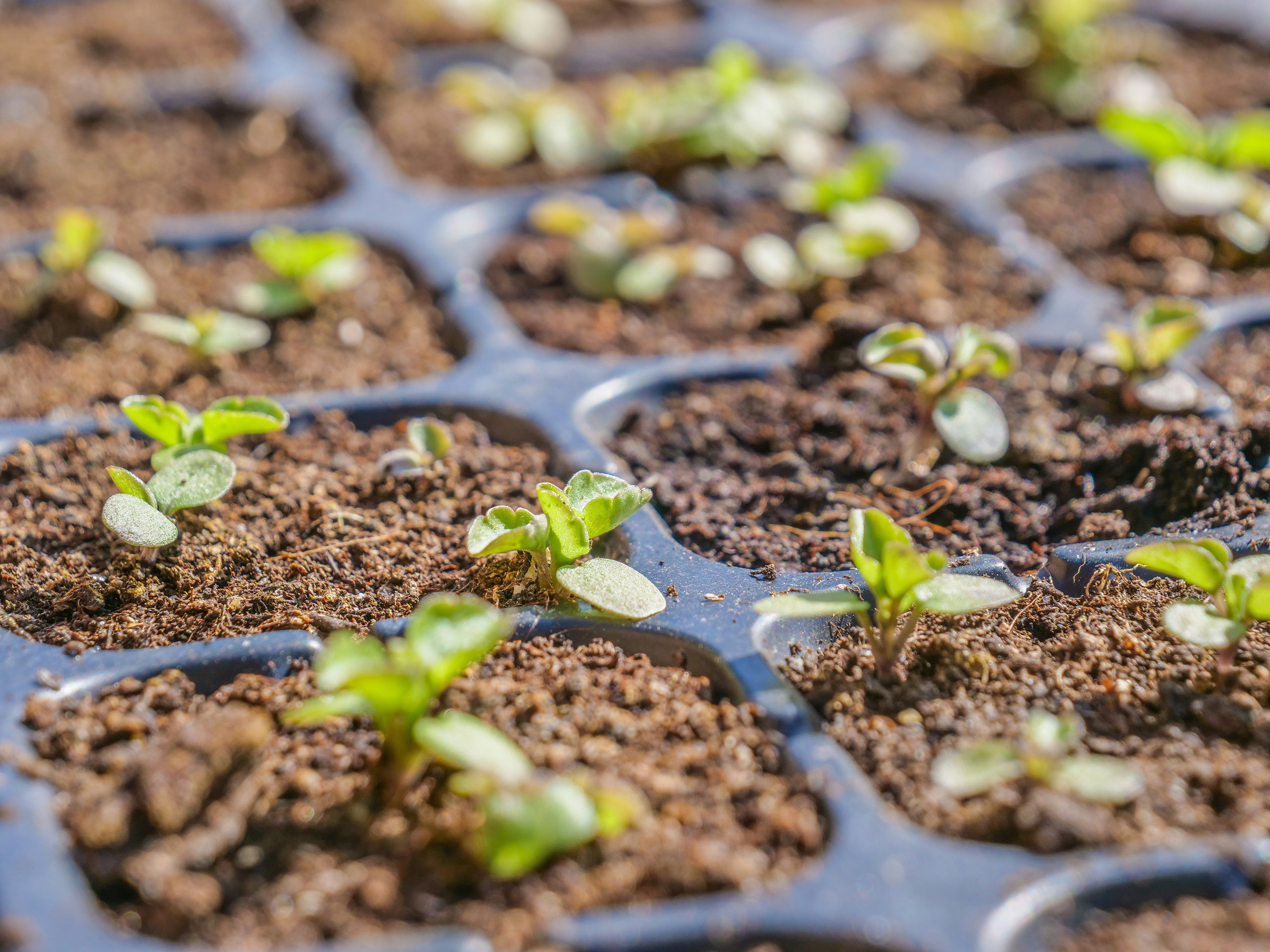 Photo by nebulargroup