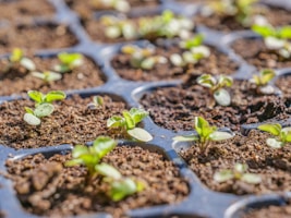 a close-up of a plant
