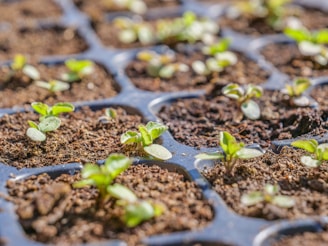 a close-up of a plant