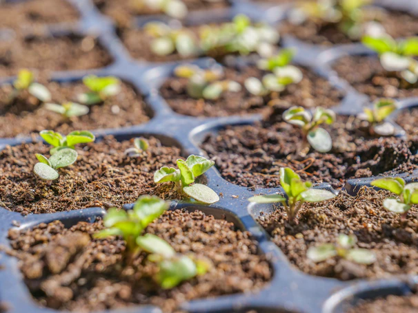 a close-up of a plant
