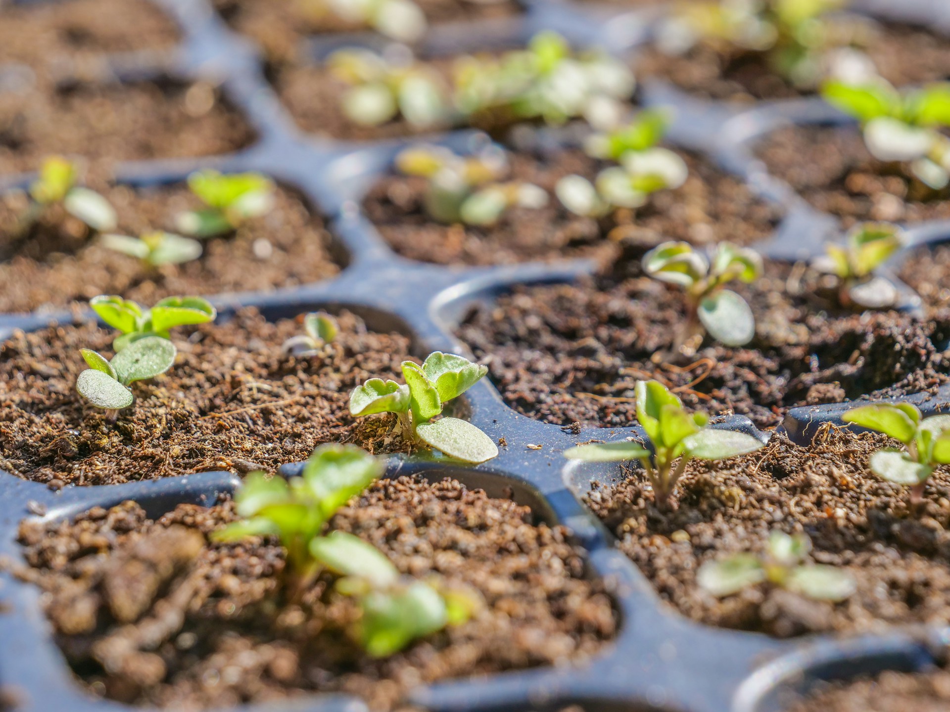 a close-up of a plant