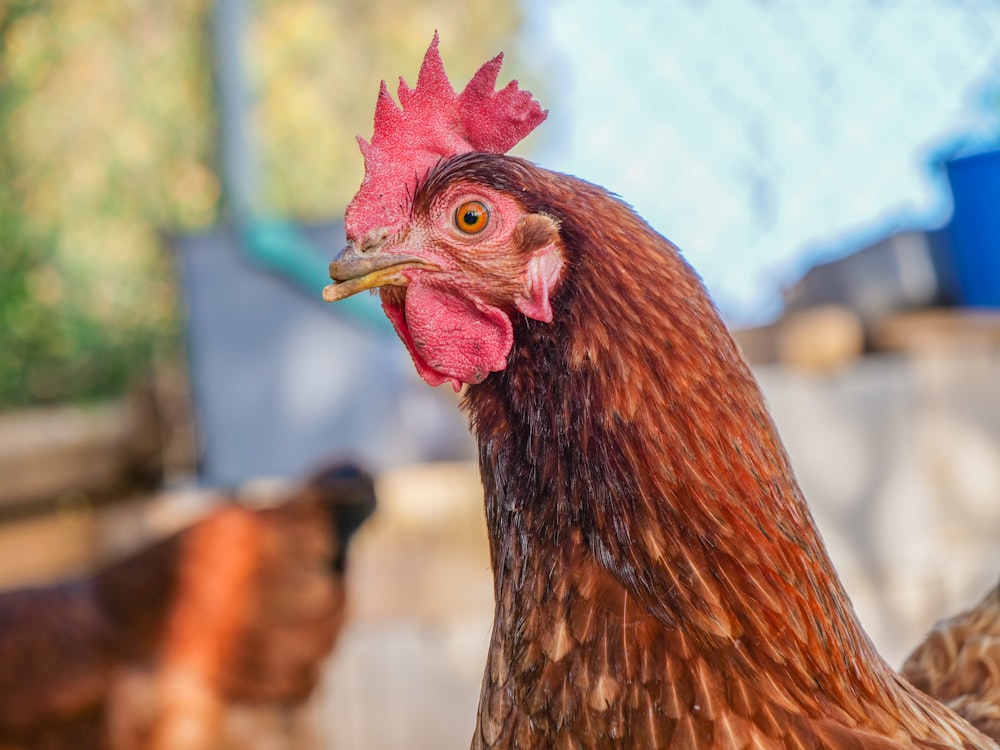 a rooster with a red head