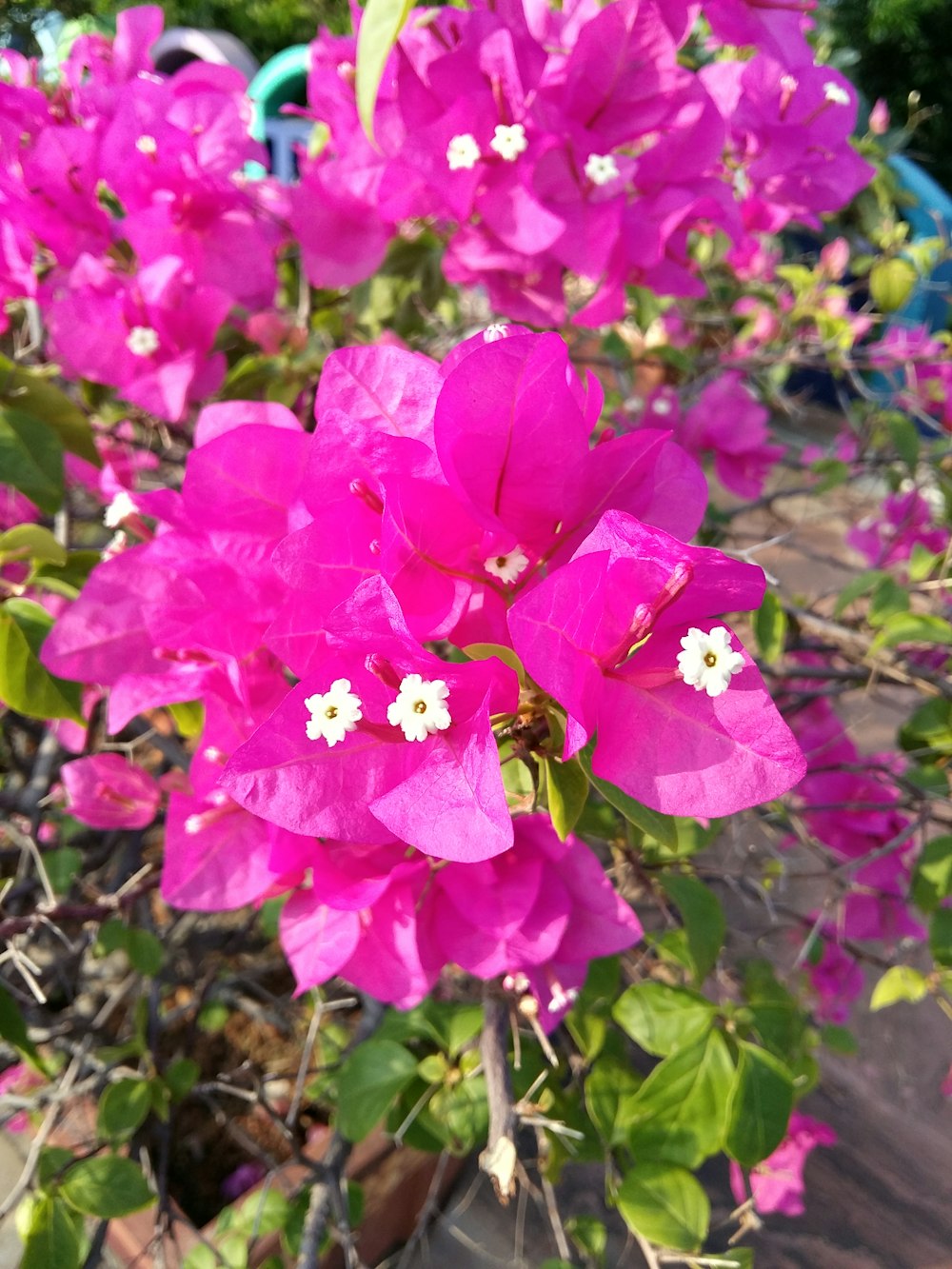 a group of flowers