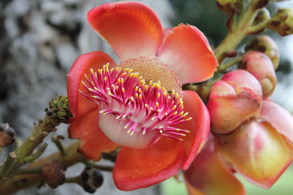 a close up of a flower