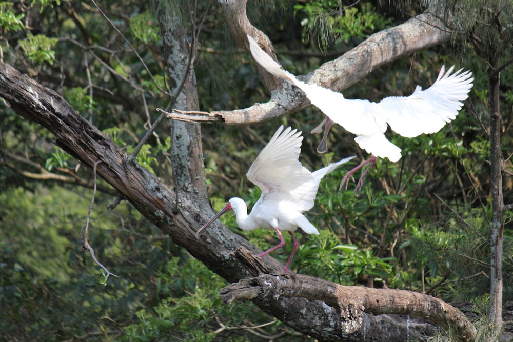 a white bird with a long beak on a tree branch