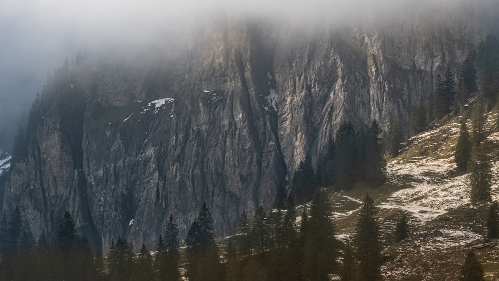 a mountain with trees on it