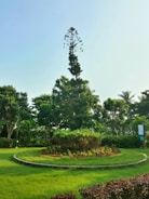 A tall, conical tree is positioned at the center of a well-maintained circular garden surrounded by lush greenery. The garden area is bordered by a low concrete edge, and the surrounding trees add to the serene environment under a clear blue sky.