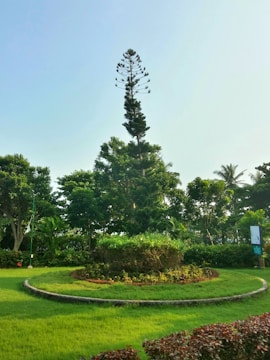 A tall, conical tree is positioned at the center of a well-maintained circular garden surrounded by lush greenery. The garden area is bordered by a low concrete edge, and the surrounding trees add to the serene environment under a clear blue sky.