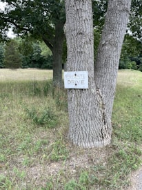 A tree with a textured bark stands prominently in a grassy area. Attached to the tree is a rectangular sign with the words 'PRIVATE DRIVE' printed on it. The background features a mix of trees and a grassy field, suggesting a rural or secluded setting.