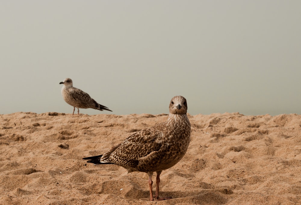 un couple d’oiseaux sur une zone sablonneuse