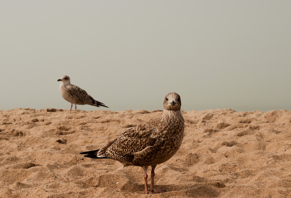 a couple of birds on a sandy area