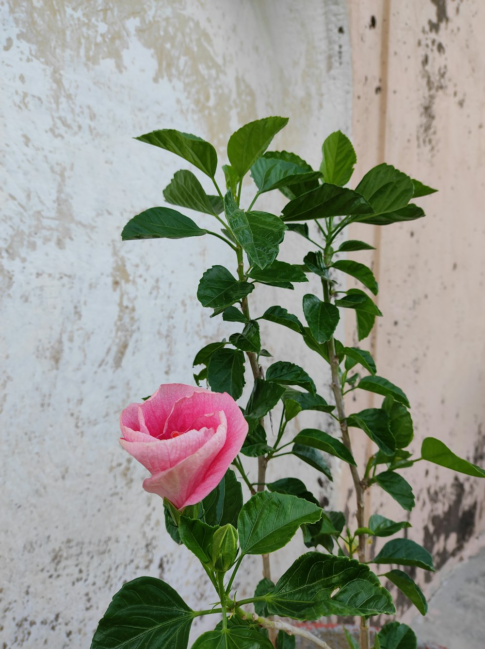 a pink rose in front of a white wall