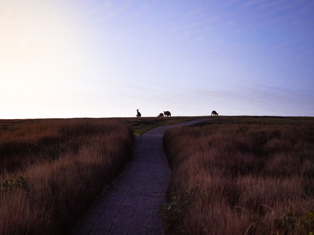 a person walking on a path through a field of grass