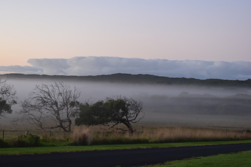 a foggy field with trees and a road